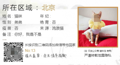 流浪猫流浪狗领养源码-颜夕资源网-第18张图片 流浪猫流浪狗领养源码-颜夕资源网-第18张图片