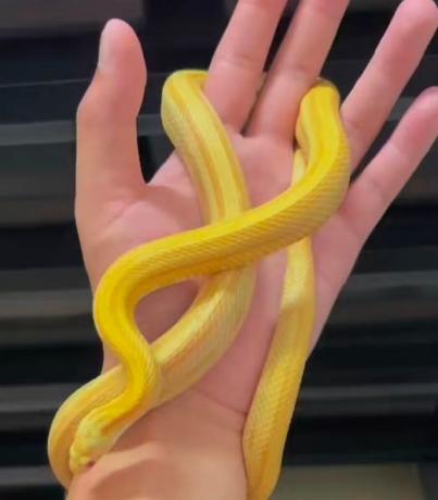 颜夕自繁宠物蛇出售-颜夕资源网-第29张图片 颜夕自繁宠物蛇出售-颜夕资源网-第29张图片