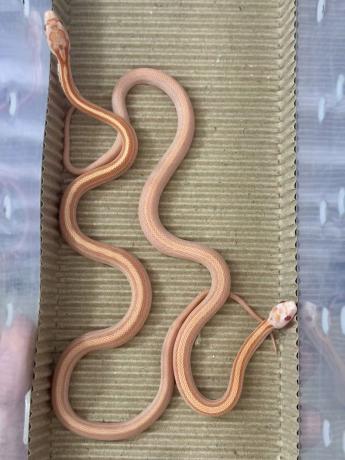 颜夕自繁宠物蛇出售-颜夕资源网-第24张图片 颜夕自繁宠物蛇出售-颜夕资源网-第24张图片