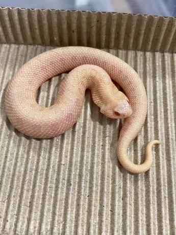 颜夕自繁宠物蛇出售-颜夕资源网-第26张图片 颜夕自繁宠物蛇出售-颜夕资源网-第26张图片