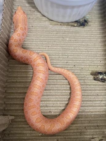 颜夕自繁宠物蛇出售-颜夕资源网-第28张图片 颜夕自繁宠物蛇出售-颜夕资源网-第28张图片