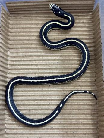 颜夕自繁宠物蛇出售-颜夕资源网-第21张图片 颜夕自繁宠物蛇出售-颜夕资源网-第21张图片