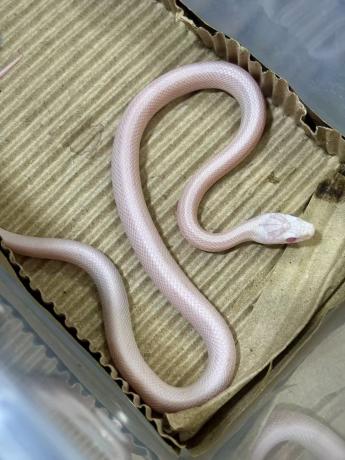 颜夕自繁宠物蛇出售-颜夕资源网-第19张图片 颜夕自繁宠物蛇出售-颜夕资源网-第19张图片