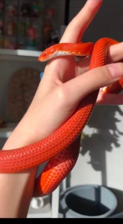 颜夕自繁宠物蛇出售-颜夕资源网-第30张图片 颜夕自繁宠物蛇出售-颜夕资源网-第30张图片