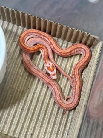 颜夕自繁宠物蛇出售-颜夕资源网-第20张图片 颜夕自繁宠物蛇出售-颜夕资源网-第20张图片