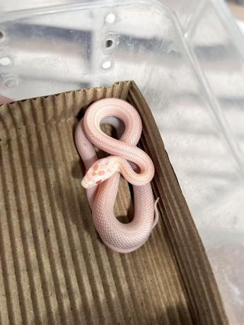 颜夕自繁宠物蛇出售-颜夕资源网-第23张图片 颜夕自繁宠物蛇出售-颜夕资源网-第23张图片