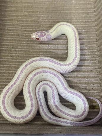 颜夕自繁宠物蛇出售-颜夕资源网-第27张图片 颜夕自繁宠物蛇出售-颜夕资源网-第27张图片