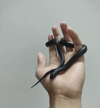 颜夕自繁宠物蛇出售-颜夕资源网-第18张图片 颜夕自繁宠物蛇出售-颜夕资源网-第18张图片