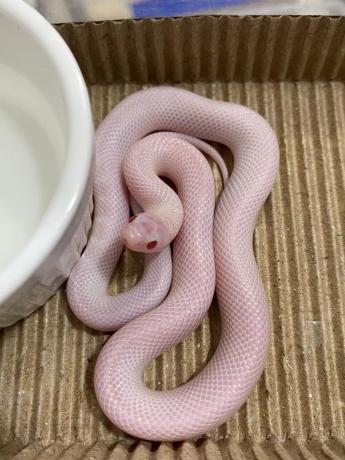 颜夕自繁宠物蛇出售-颜夕资源网-第25张图片 颜夕自繁宠物蛇出售-颜夕资源网-第25张图片