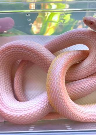 颜夕自繁宠物蛇出售-颜夕资源网-第22张图片 颜夕自繁宠物蛇出售-颜夕资源网-第22张图片